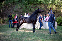 El Zaharaa Horses