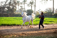 Farm Visits - Horses