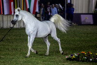 Horseshow - Horses